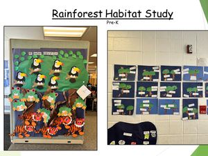 Rainforest Habitat